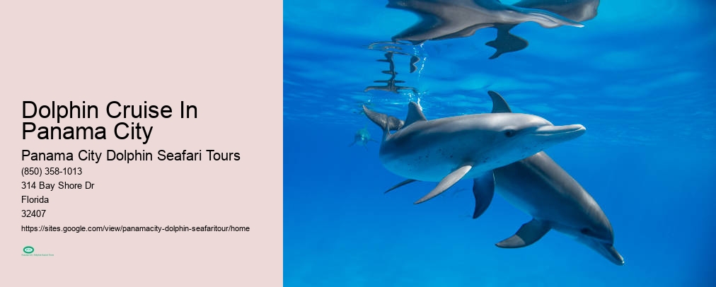 Dolphin Cruise In Panama City