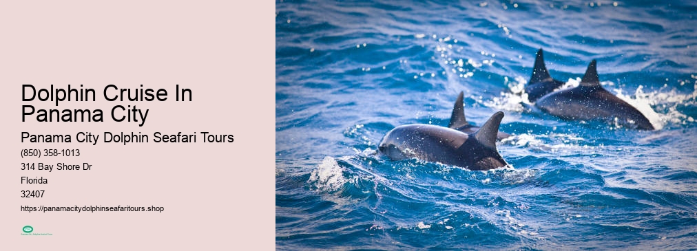 Dolphin Seafari