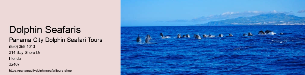 Dolphin Seafaris